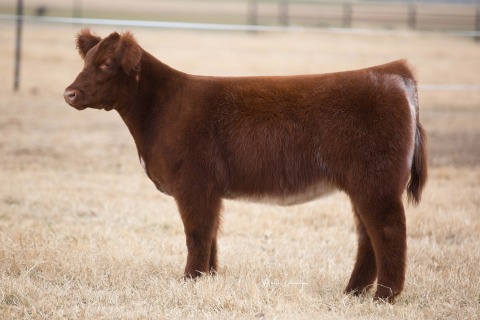 Lot 10