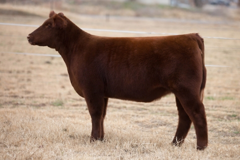 Lot 9