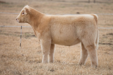 Lot 3
