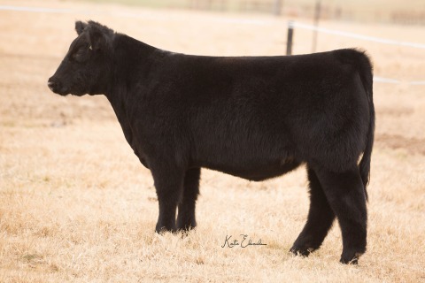 Lot 4