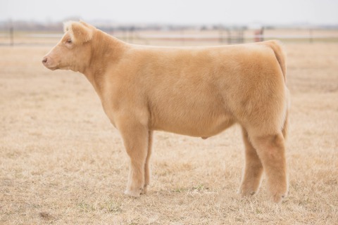 Lot 5