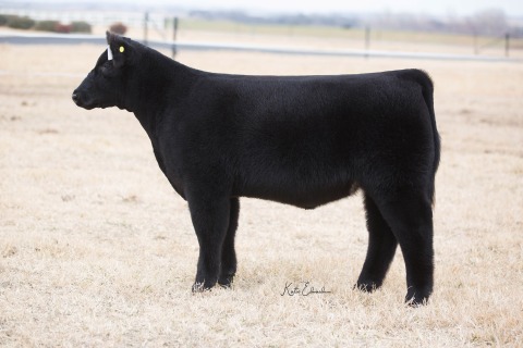 Lot 6