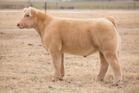 Lot 7