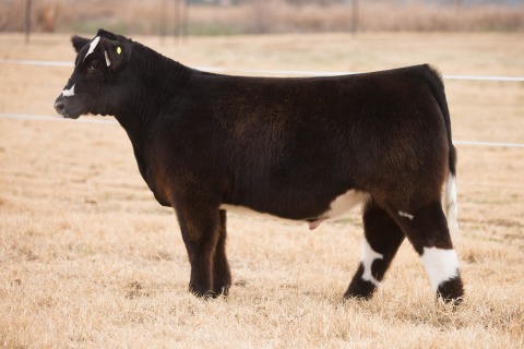 Lot 8