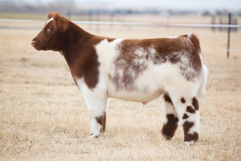 Lot 1