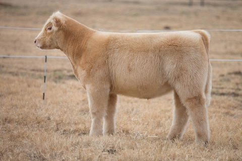 Lot 3