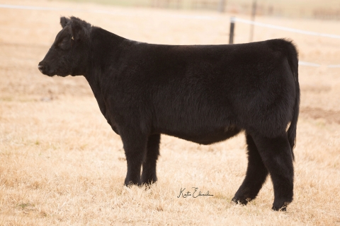 Lot 4