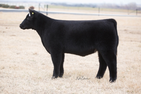 Lot 6