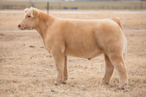 Lot 7