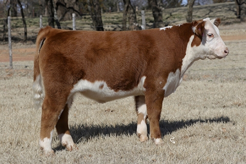 steer_tag101