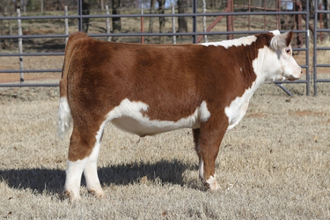 steer_tag103