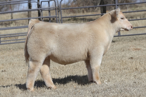 steer_tag1107