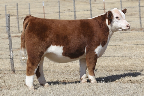 steer_tag122-1