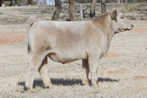 steer_tag13-13