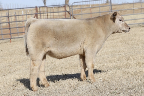 steer_tag135