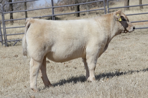 steer_tag136