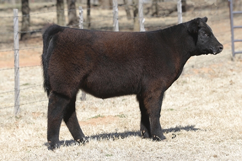 steer_tag14-01