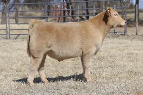 steer_tag141