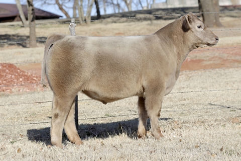 steer_tag192