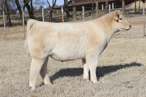 steer_tag2250