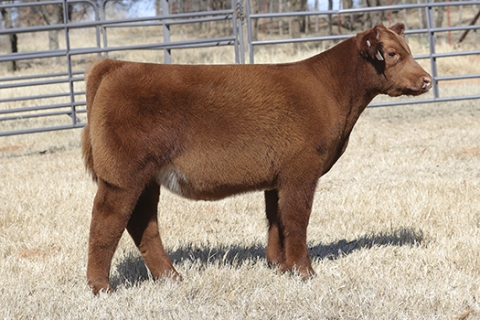 steer_tag706