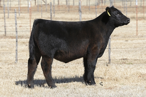 steer_tag99x