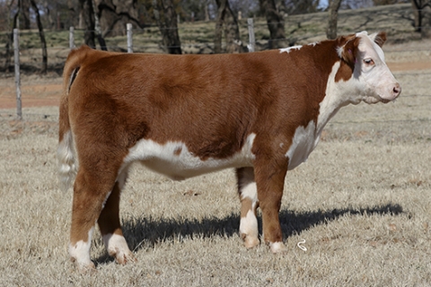steer_tag101