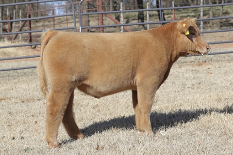 steer_tag11-4
