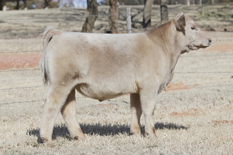 steer_tag13-13