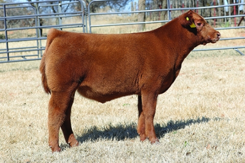 steer_tag14-05
