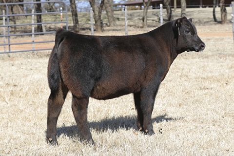 steer_tag14-06