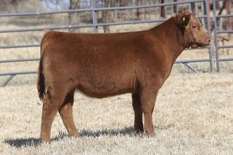 steer_tag145