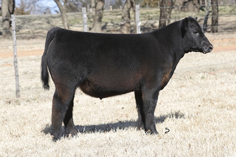steer_tag147