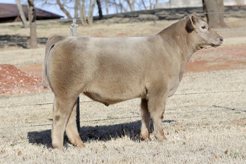 steer_tag192