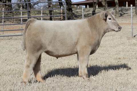 steer_tag335a-1