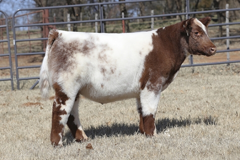 steer_tag714