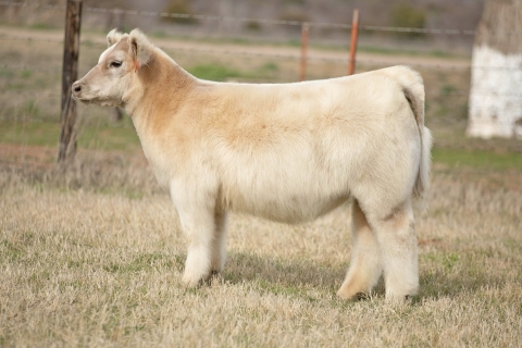L29_550G