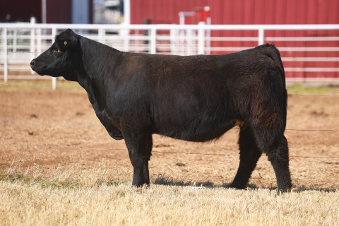 LOT-11