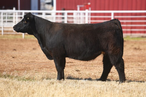 LOT-11