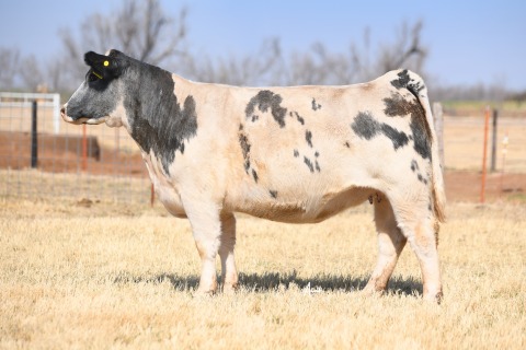 LOT-12