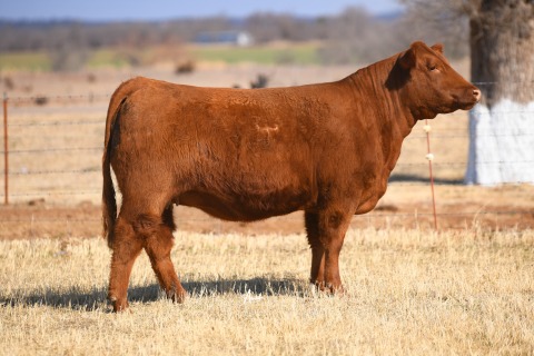 LOT-13