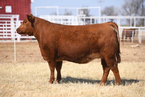 LOT-14