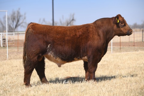 LOT-1_9120