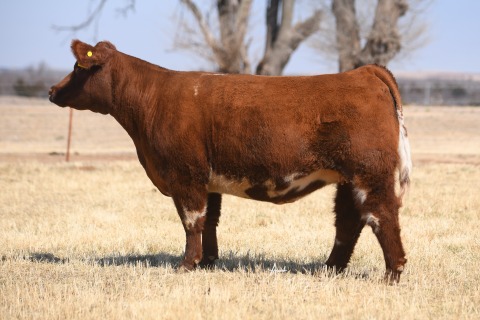 LOT-2_19-15