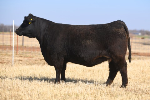 LOT-3_19-11