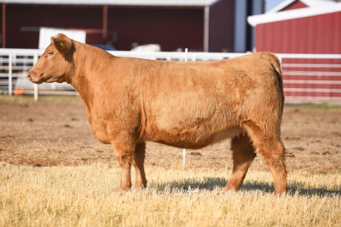 LOT-4