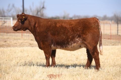 LOT-5