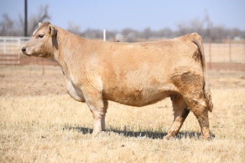 LOT-6