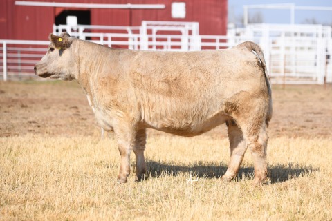 LOT-7