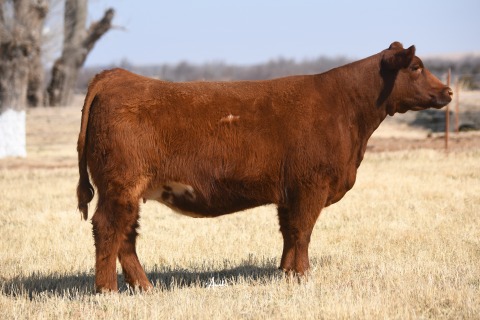 LOT-8